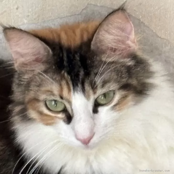 ID：2404-01339の子猫