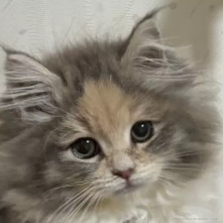 ID:2412-00240の子猫