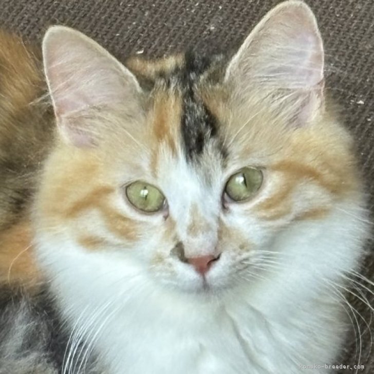 ブリーダー画像