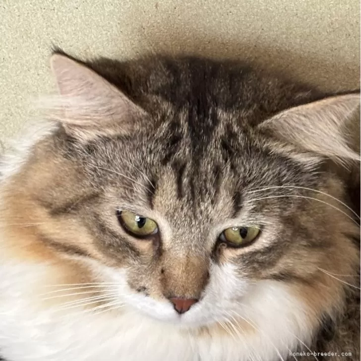 ID：2407-01152の子猫