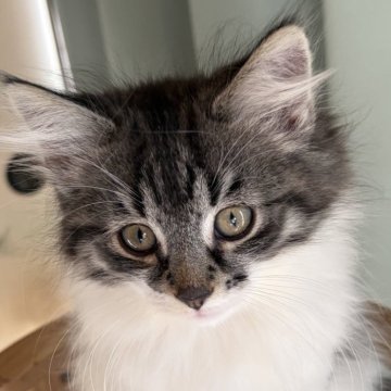 ノルウェージャンフォレストキャット【福島県・男の子・2025年9月13日・ブラウンマッカレルタビー&ホワイト】の写真「体格が良く懐っこい末っ子」