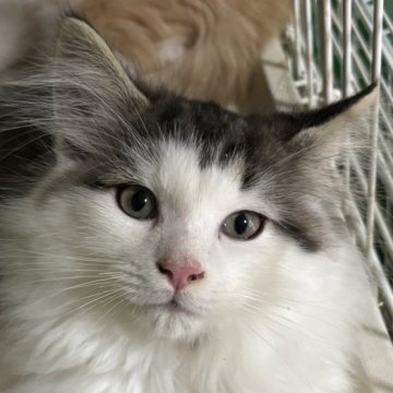 ノルウェージャンフォレストキャット【福島県・男の子・2025年8月9日・ブラウンマッカレルタビー&ホワイト】の写真「2日遅く生まれて来た三男。兄弟一の体格」