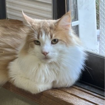 ノルウェージャンフォレストキャット【福島県・男の子・2024年6月17日・レッドタビー&ホワイト】の写真「優しい性格」