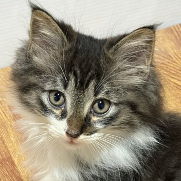 ノルウェージャンフォレストキャット【福島県・男の子・2025年10月3日・ブラックマッカレルタビー&ホワイト】の写真「穏やかな性格」