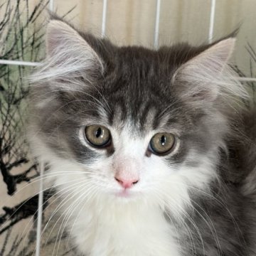 ノルウェージャンフォレストキャット【福島県・女の子・2025年9月13日・ブルーマッカレルタビー&ホワイト】の写真「とても懐っこい美人さん」