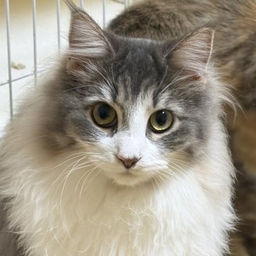 ノルウェージャンフォレストキャット【福島県・女の子・2025年3月28日・ブルータビー&ホワイト】の写真「尻尾がフサフサ、懐っこい性格の美人さん」