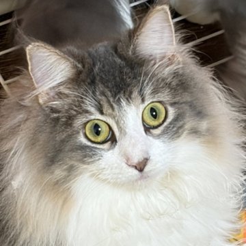 ノルウェージャンフォレストキャット【福島県・女の子・2025年3月28日・ブルータビー&ホワイト】の写真「かなりモフモフ、懐っこい性格の美人さん」