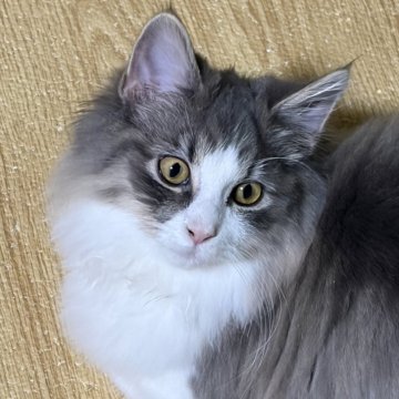 ノルウェージャンフォレストキャット【福島県・男の子・2025年6月25日・ブルーマッカレルタビー&ホワイト】の写真「かなり体格が良く、懐っこい性格」