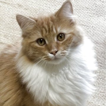 ノルウェージャンフォレストキャット【福島県・男の子・2025年3月13日・レッドマッカレルタビー&ホワイト】の写真「体格が良く食欲旺盛で良く喋る」