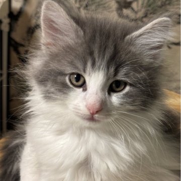 ノルウェージャンフォレストキャット【福島県・女の子・2025年9月13日・ブルークラシックタビー&ホワイト】の写真「母サマンサ似の美人次女」