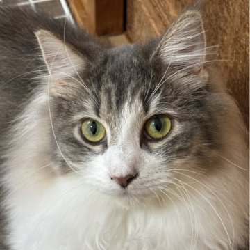 ノルウェージャンフォレストキャット【福島県・女の子・2025年3月28日・ブルータビー&ホワイト】の写真「尻尾がフサフサ　懐っこい性格の美人さん」