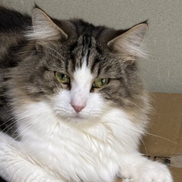 ノルウェージャンフォレストキャット【福島県・男の子・2024年5月11日・ブラウンクラシックタビー&ホワイト】の写真「クラシック模様が美しいイケメン」