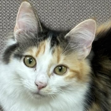 ノルウェージャンフォレストキャット【福島県・女の子・2024年11月16日・キャリコ】の写真「整った美人さん」