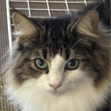 ノルウェージャンフォレストキャット【福島県・女の子・2025年3月28日・ブラウンクラシックタビー&ホワイト】の写真「穏やかで父似の美人さん」