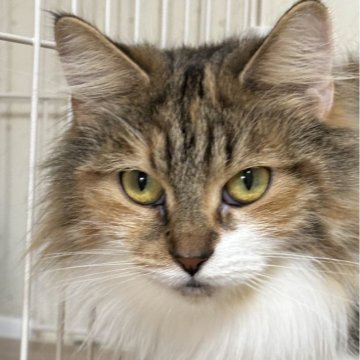 ノルウェージャンフォレストキャット【福島県・女の子・2024年5月11日・キャリコ】の写真「やや小柄で懐っこい性格」