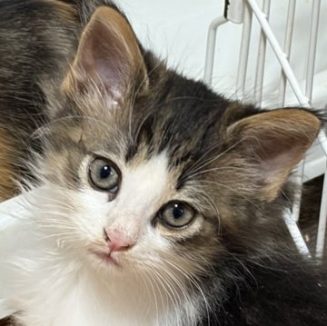 ノルウェージャンフォレストキャット【福島県・男の子・2025年10月5日・ブラウンタビー&ホワイト】の写真「父似のイケメン」