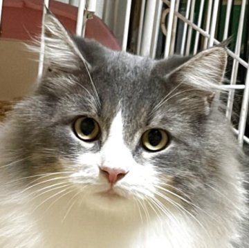 ノルウェージャンフォレストキャット【福島県・男の子・2024年9月27日・ブルータビー&ホワイト（長毛）】の写真「母方祖父オーラヴ似のイケメン」