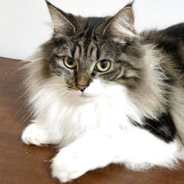 ノルウェージャンフォレストキャット【福島県・女の子・2024年5月23日・ブラウンクラシックタビー&ホワイト】の写真「近々避妊手術を予定。穏やかで懐っこい性格」