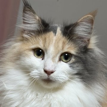 ノルウェージャンフォレストキャット【福島県・女の子・2025年4月21日・ダイリュートキャリコ】の写真「体格が良く、懐っこい性格の美人さん」