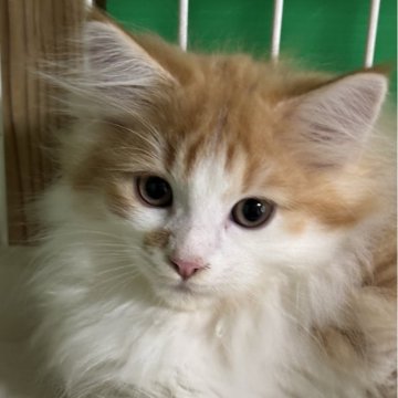 ノルウェージャンフォレストキャット【福島県・男の子・2025年8月7日・レッドタビー&ホワイト】の写真「男の子にしては優しい顔立ち」