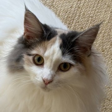 ノルウェージャンフォレストキャット【福島県・女の子・2025年3月28日・ダイリュートキャリコバン】の写真「体格が良く、とても懐っこい」