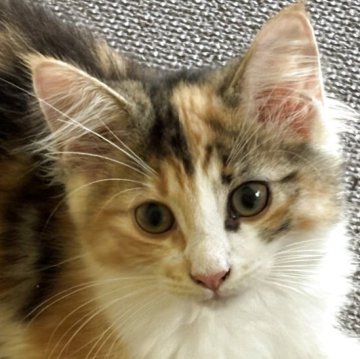 ノルウェージャンフォレストキャット【福島県・女の子・2025年4月21日・キャリコ】の写真「懐っこい性格の三毛美人さん」