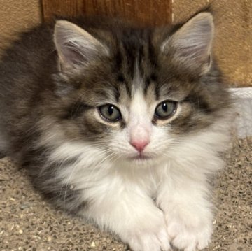 ノルウェージャンフォレストキャット【福島県・男の子・2025年9月13日・ブラウンマッカレルタビー&ホワイト】の写真「母サマンサ似の超イケメン長男」