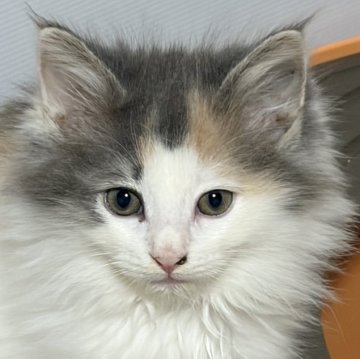 ノルウェージャンフォレストキャット【福島県・女の子・2025年10月5日・ダイリュートキャリコバン】の写真「淡い色の三毛てバンカラー」