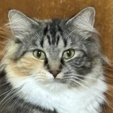 ノルウェージャンフォレストキャット