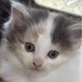 ノルウェージャンフォレストキャット