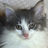 ノルウェージャンフォレストキャット
