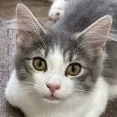 ノルウェージャンフォレストキャット
