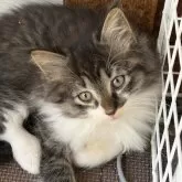 ノルウェージャンフォレストキャット