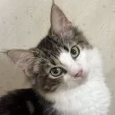ノルウェージャンフォレストキャット