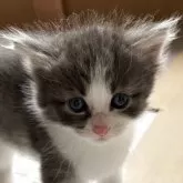 ノルウェージャンフォレストキャット