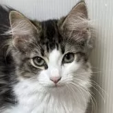 ノルウェージャンフォレストキャット