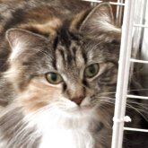ノルウェージャンフォレストキャット