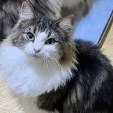 ノルウェージャンフォレストキャット