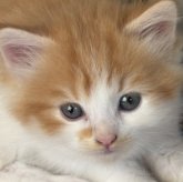 ノルウェージャンフォレストキャット