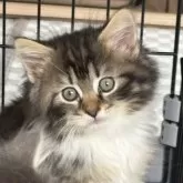 ノルウェージャンフォレストキャット