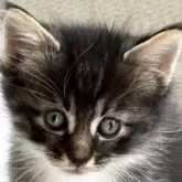 ノルウェージャンフォレストキャット