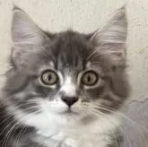 ノルウェージャンフォレストキャット
