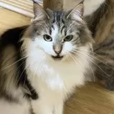 ノルウェージャンフォレストキャット