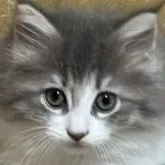 ノルウェージャンフォレストキャット