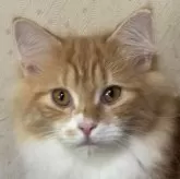ノルウェージャンフォレストキャット