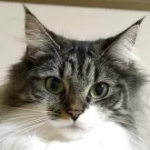 ノルウェージャンフォレストキャット【福島県・女の子・2024年5月23日・ブラウンクラシックタビー&ホワイト】の写真1