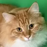 ノルウェージャンフォレストキャット【福島県・男の子・2025年3月13日・レッドマッカレルタビー&ホワイト】の写真1