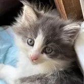 ノルウェージャンフォレストキャット