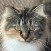 ノルウェージャンフォレストキャット