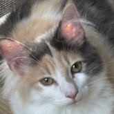 ノルウェージャンフォレストキャット